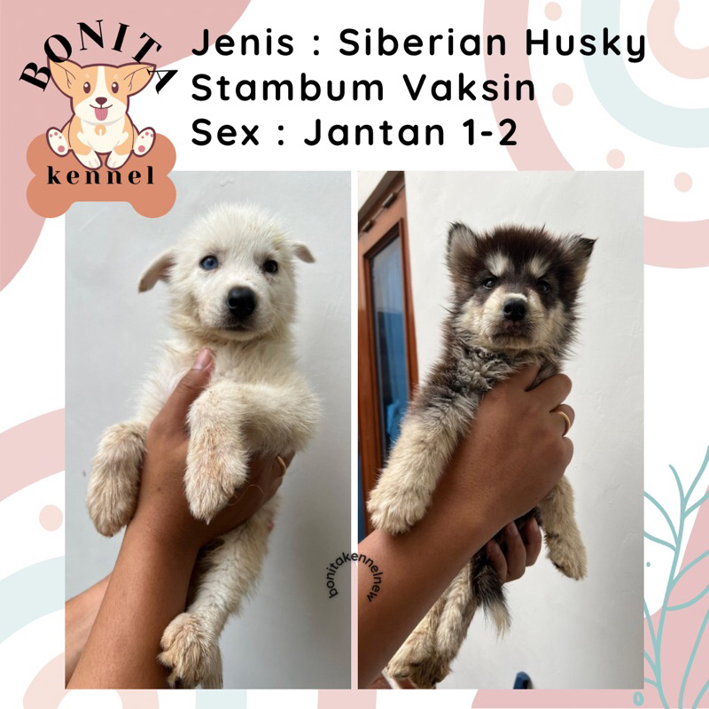 Siberian Husky Stambum Anak Anjing Husky Jantan Betina Blue Eyes