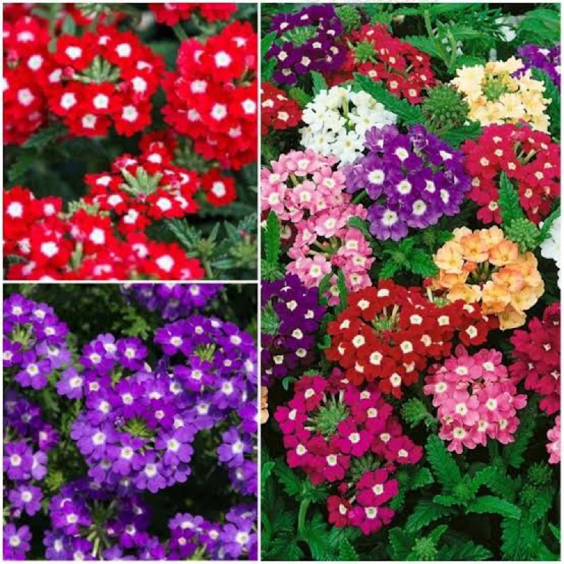 Tanaman Hias Verbena tanaman Verbena pentas cantik mewah