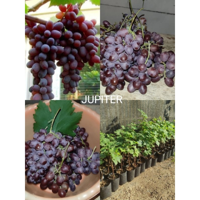 Bibit anggur import jenis Jupiter tinggi 40-50cm / non biji / sedles / anggur genjah / anggur manis 