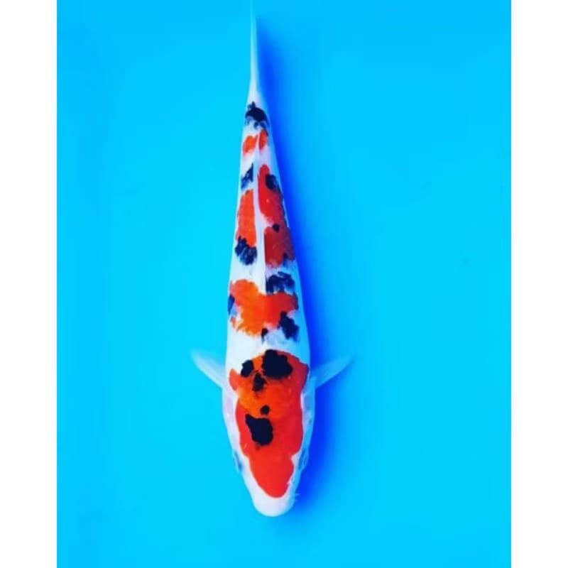 

Koi Sanke Uk 22-25Cm