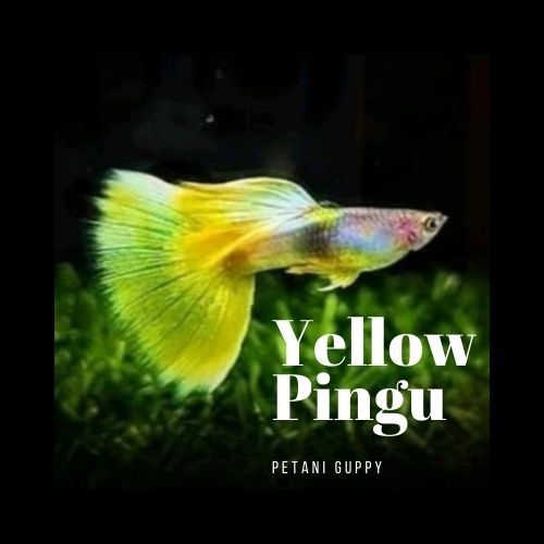 Dekorasi Aquarium Guppy Yellow Pingu