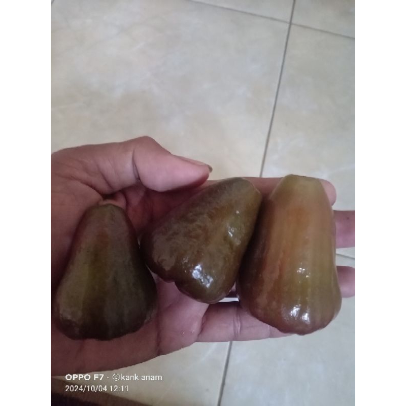 bibit jambu air mutiara hitam