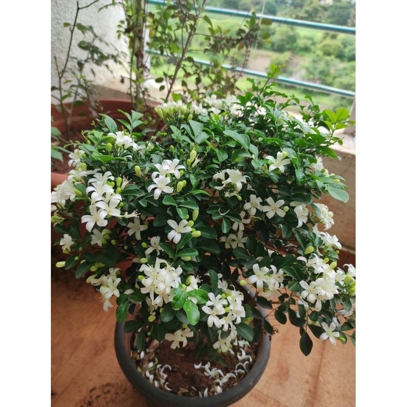 FLORA | Tanaman Hias Melati jasmin Bunga Putih - Tanaman Hidup-Bunga Hidup Murah Melati Jasmine