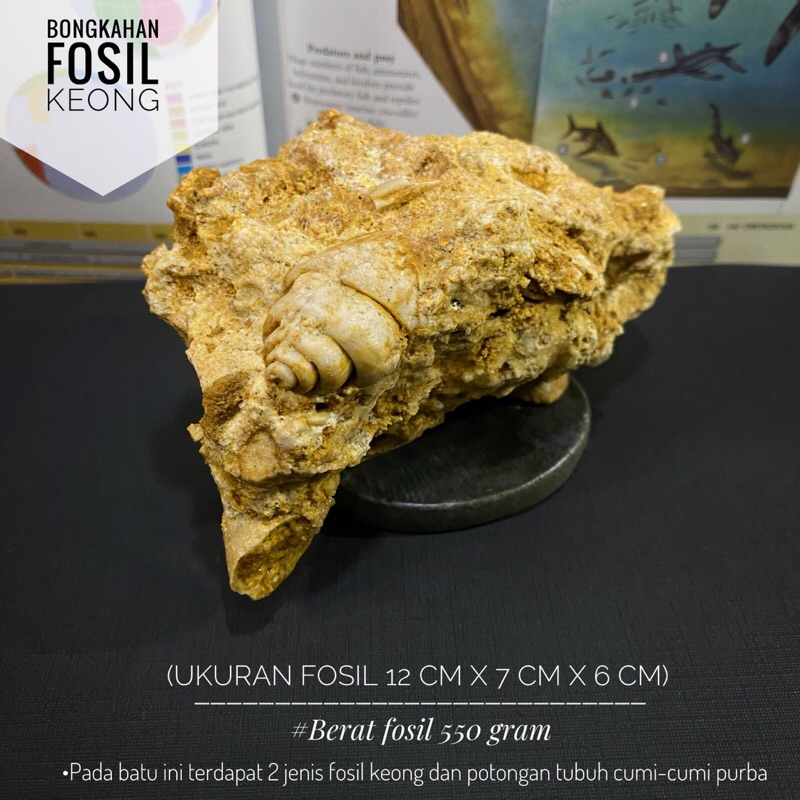 Bongkahan Fosil Keong Natural B88 atau Fosil Belemnite atau Fosil Cumi Cumi atau Fosil Kerang atau F