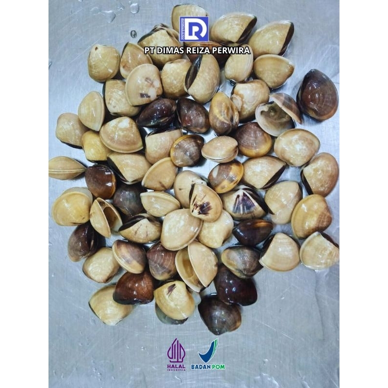 

Kerang Tahu 1 kg segar dan berkualitas