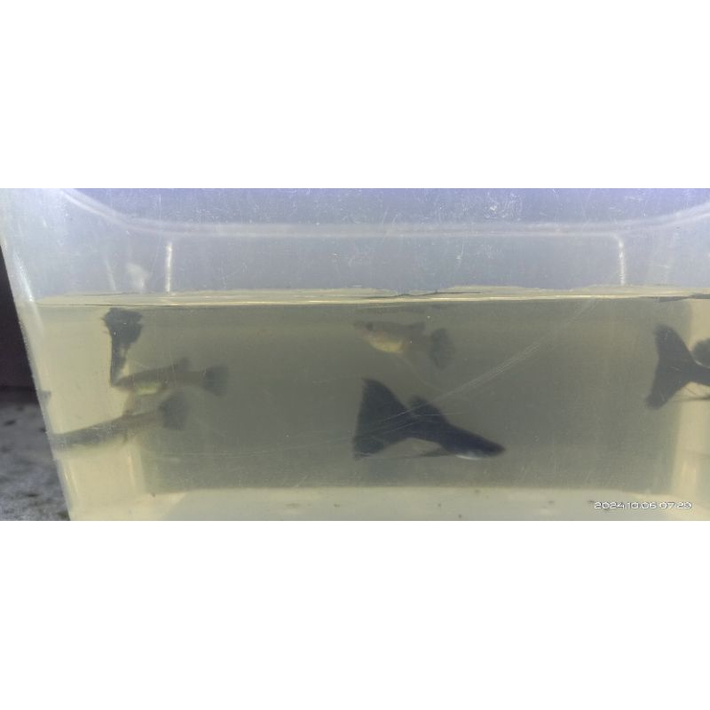 Pakan Guppy Betina Black Moscow Ribbon