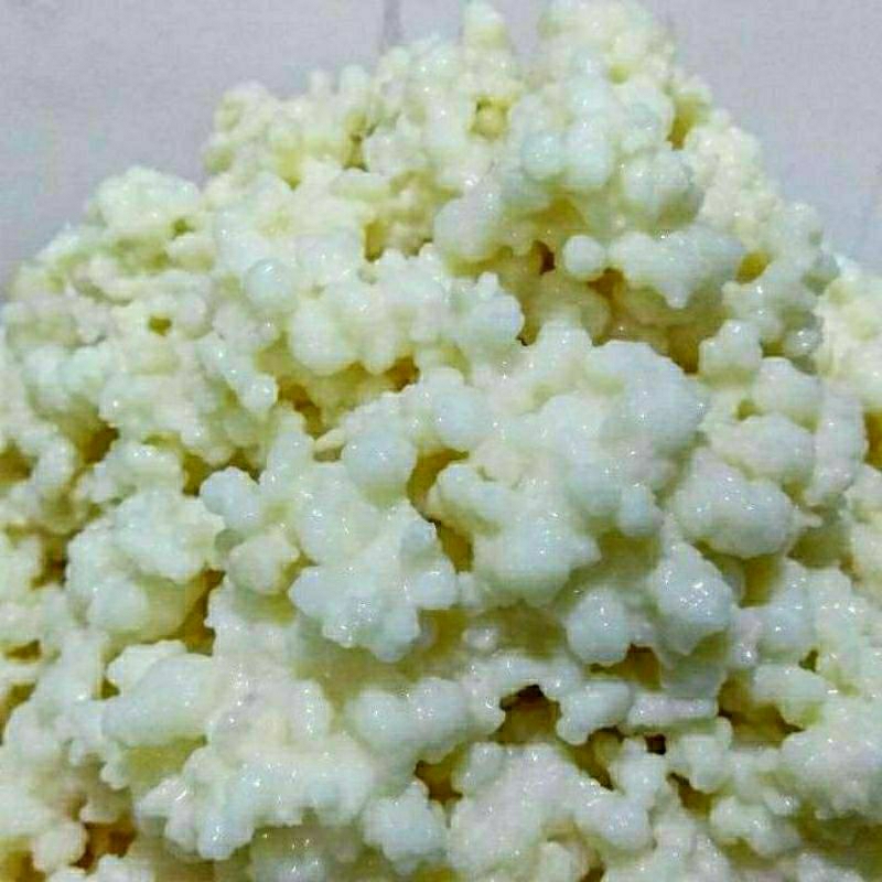 

Bibit kefir grains asli