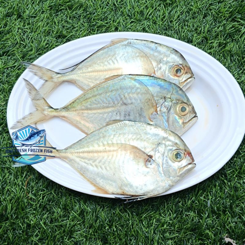 

Ikan Kue Kwe Kuwe Gerong Pipih Beku Fresh