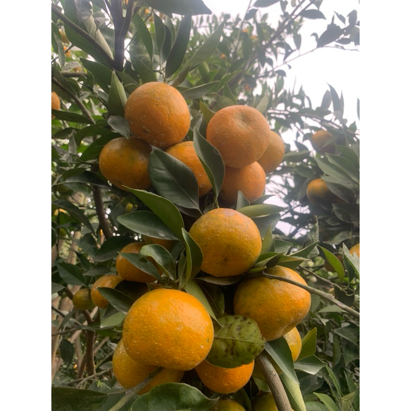 

jeruksiemmadumalang~per/kg