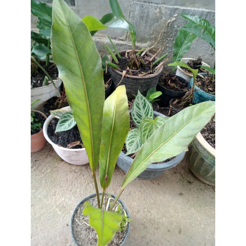 Anthurium Keris hitam