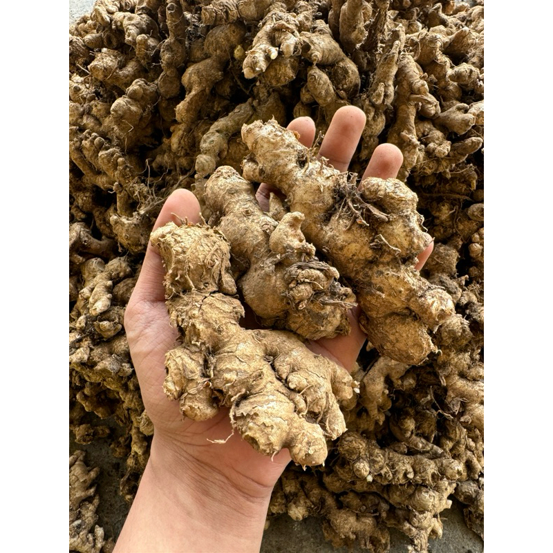 

Jahe Emprit Malang (500gr) | Warung Super