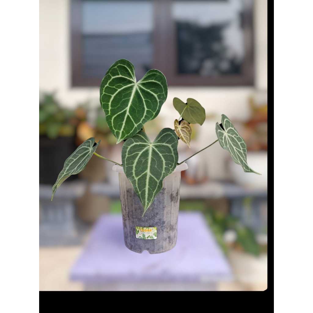 Anthurium King Clarinervium Hybrid