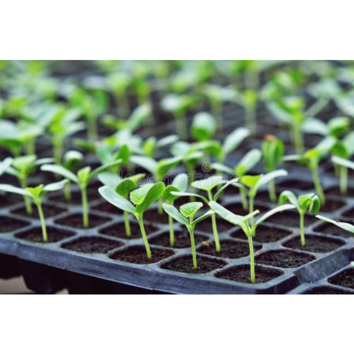 Potray Semai Paket 10pcs Lubang 105, 128, 162, 200