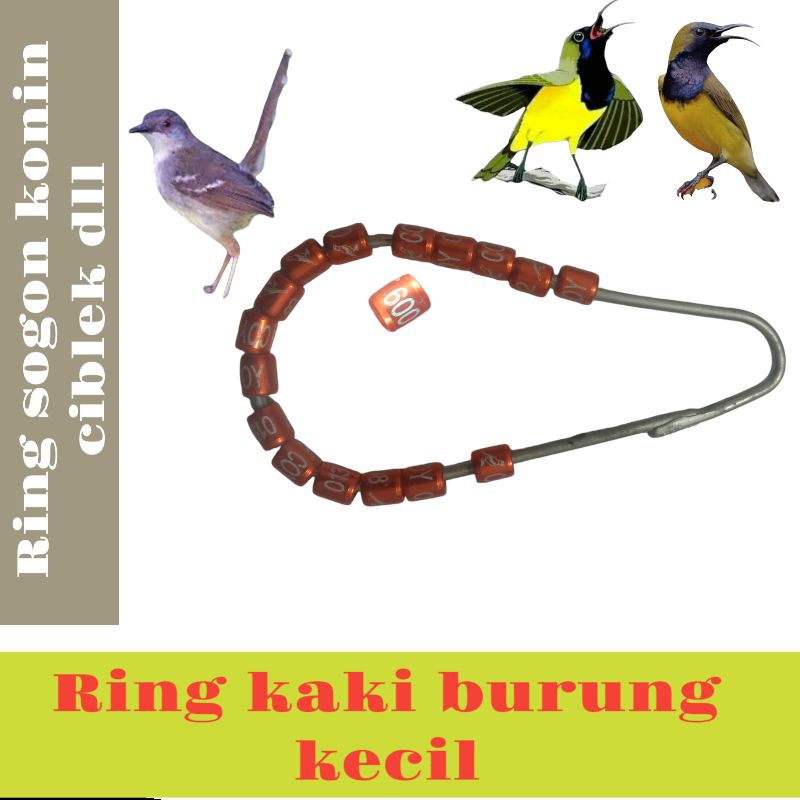 ring kaki burung ciblek konin sogon