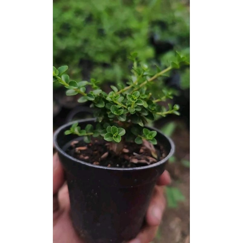BONSAI SANCANG KECIL