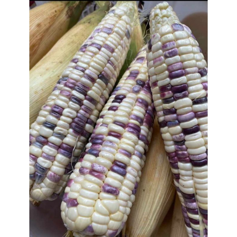 

Jagung Ketan ungu putih