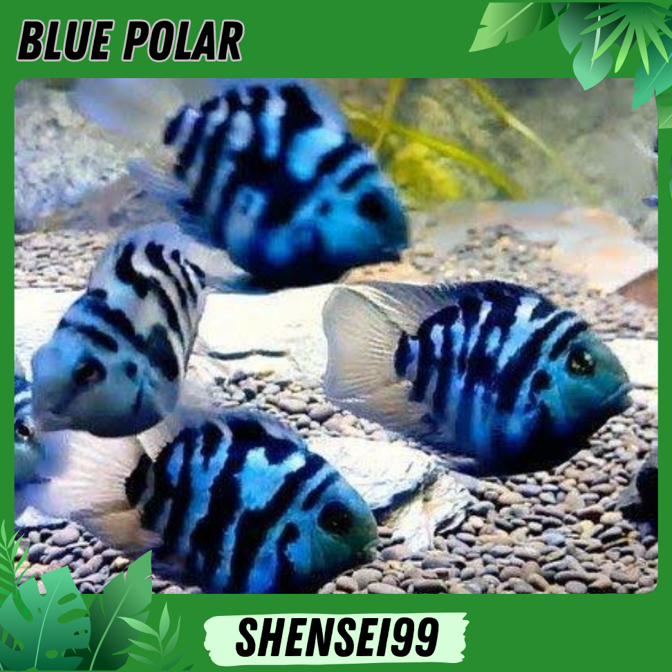 BLUE POLAR / WHITE PLATINUM POLAR - ikan hias akuarium khusus instant