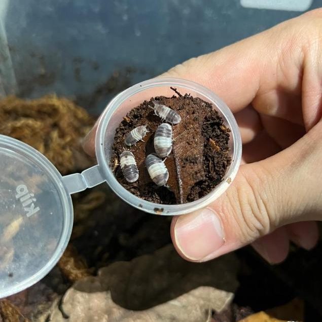 BE Panda King Isopod / Cubaris Panda King Isopod / Cubaris sp