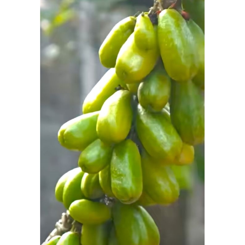 

manisanbelimbingwuluhrasaasammaissegar