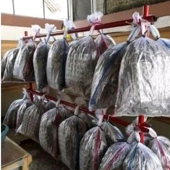 jangkrik hidup pakan burung ikan reptil 1kg perkarung jangkrik sekarung jangkrik pakan ikan predator