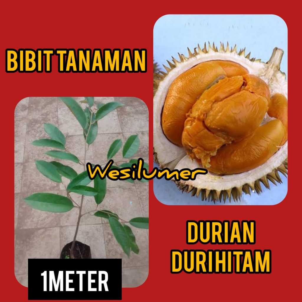 Bibit Durian Duri Hitam / Oche 1 Meter