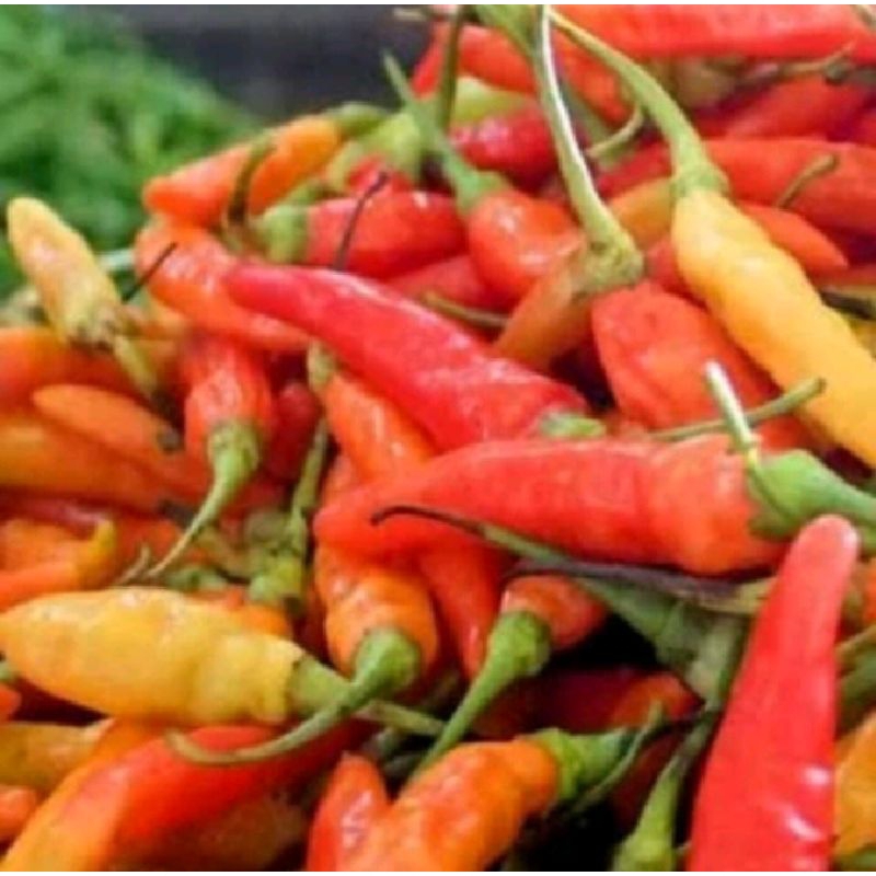 

cabe rawit caplak merah fresh harga 1kg