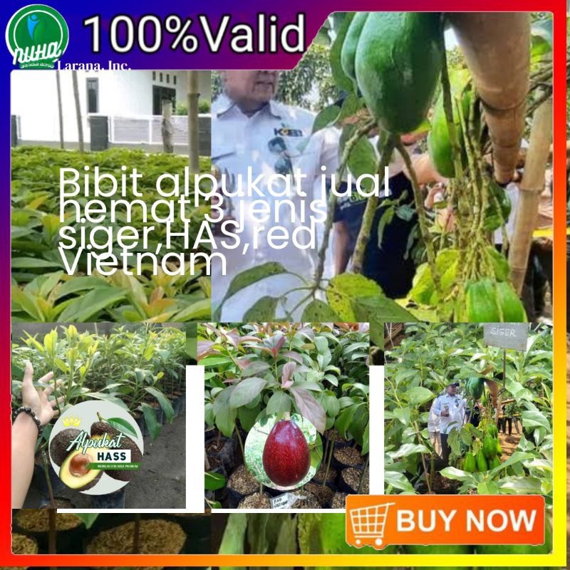 Bibit alpukat paket hemat siger+alpukat red Vietnam+alpukat has