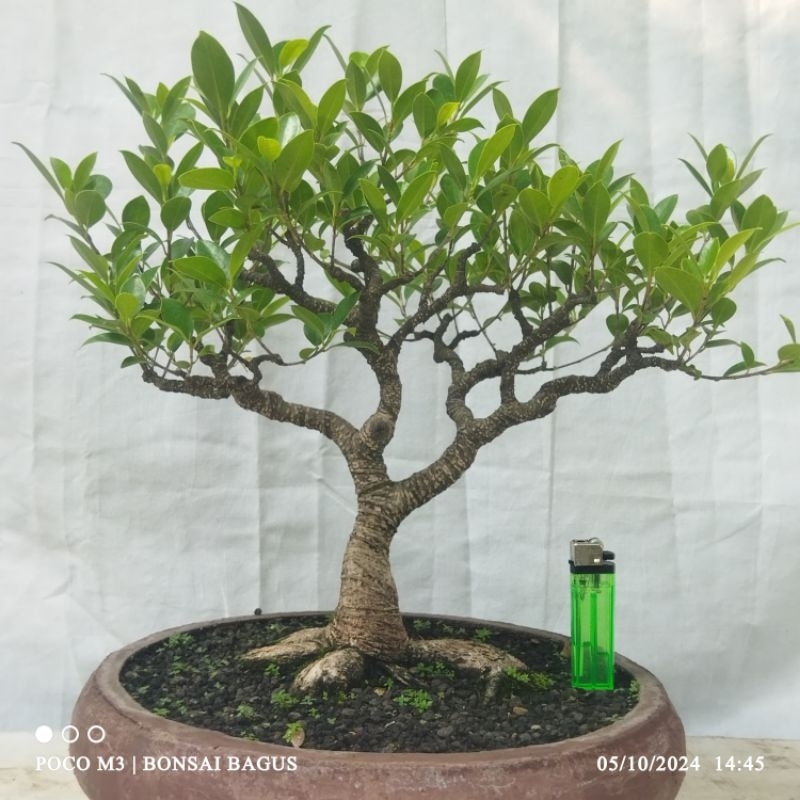 Bahan Bonsai Beringin Kimeng (ficus microcarpa)