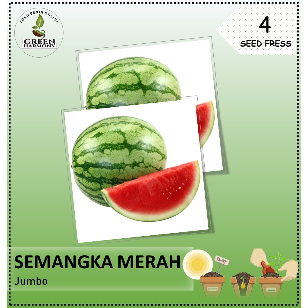 Bibit Buah Semangka Merah Jumbo  Hibrida Isi 4 Benih
