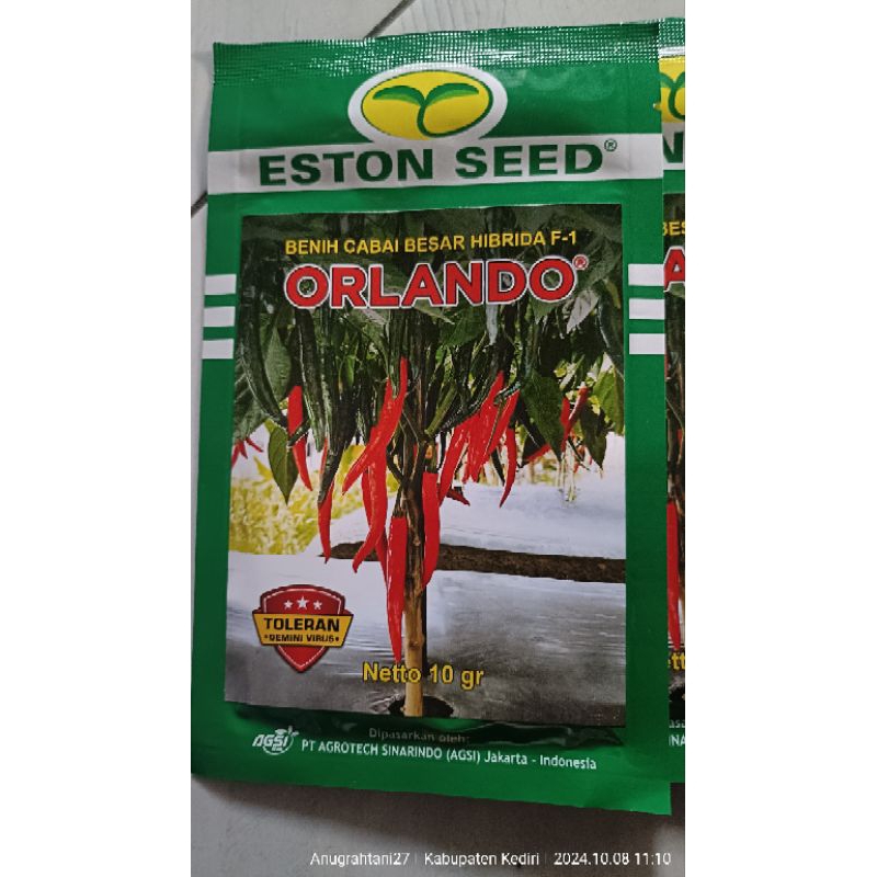 FORE SALE 25% BEnih cabai besar hibrida F1 ORLANDO netto 10gr