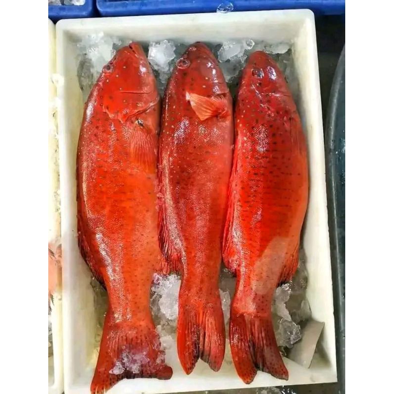 

kerapu lodi