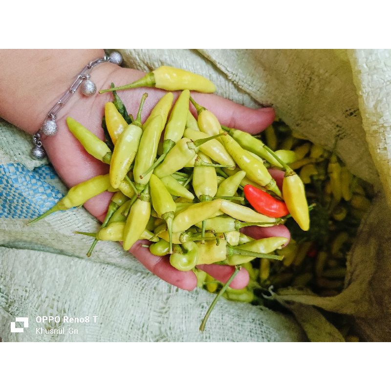 

CABE RAWIT PUTIH (CABE RAWIT BIASA)