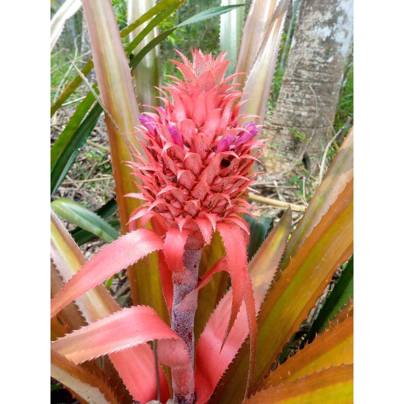 

Nanas Merah Muda asli Hutan 2 bji 450 -600gr