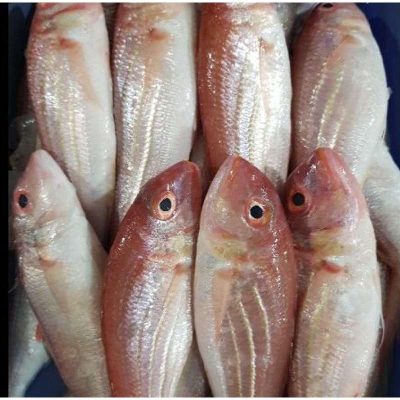 

RB ikan kurisi surimi giling 1KG