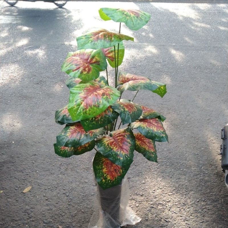 daun sri rejeki keladi merah latex premium jumbo