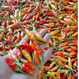 

rawitmerah(RM)/rawit setan