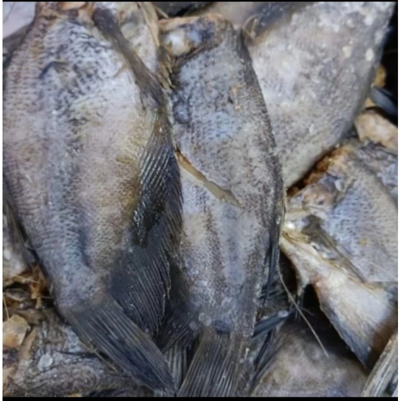 

Ikan Asin Sepat siam sedang 250gr dan 500gr