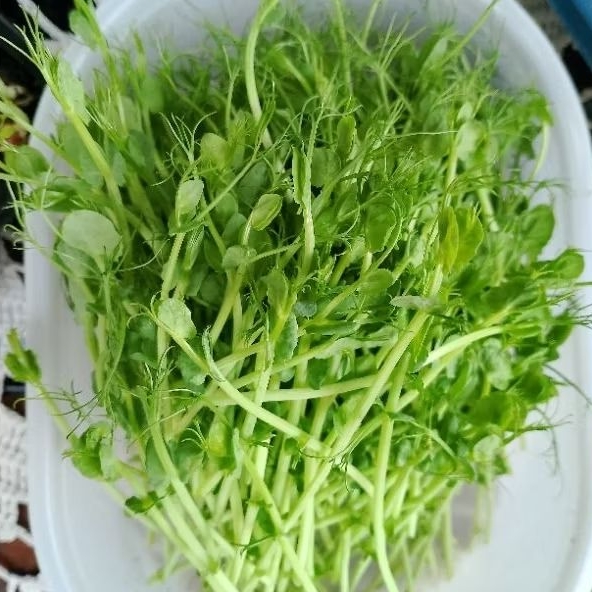 

sayur microgreen pea shoot peashoot