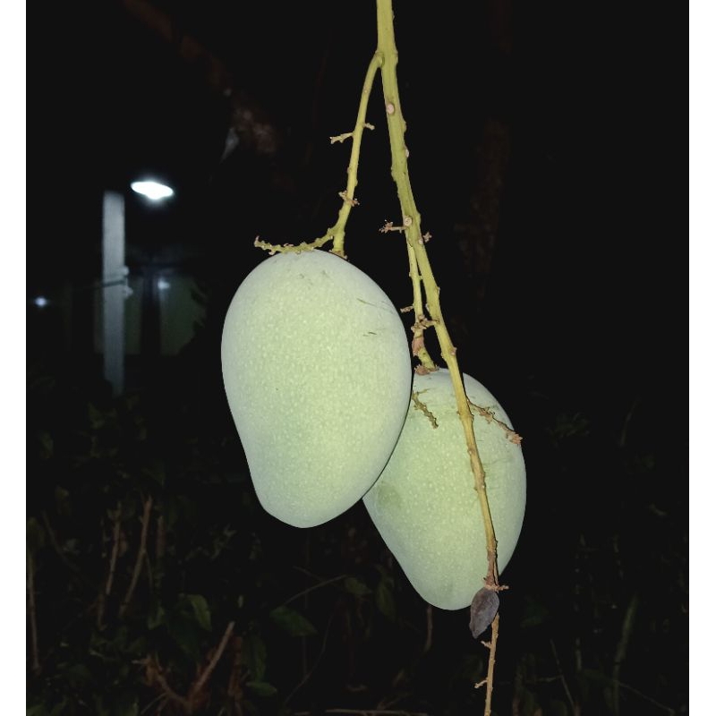 

mangga muda seger
