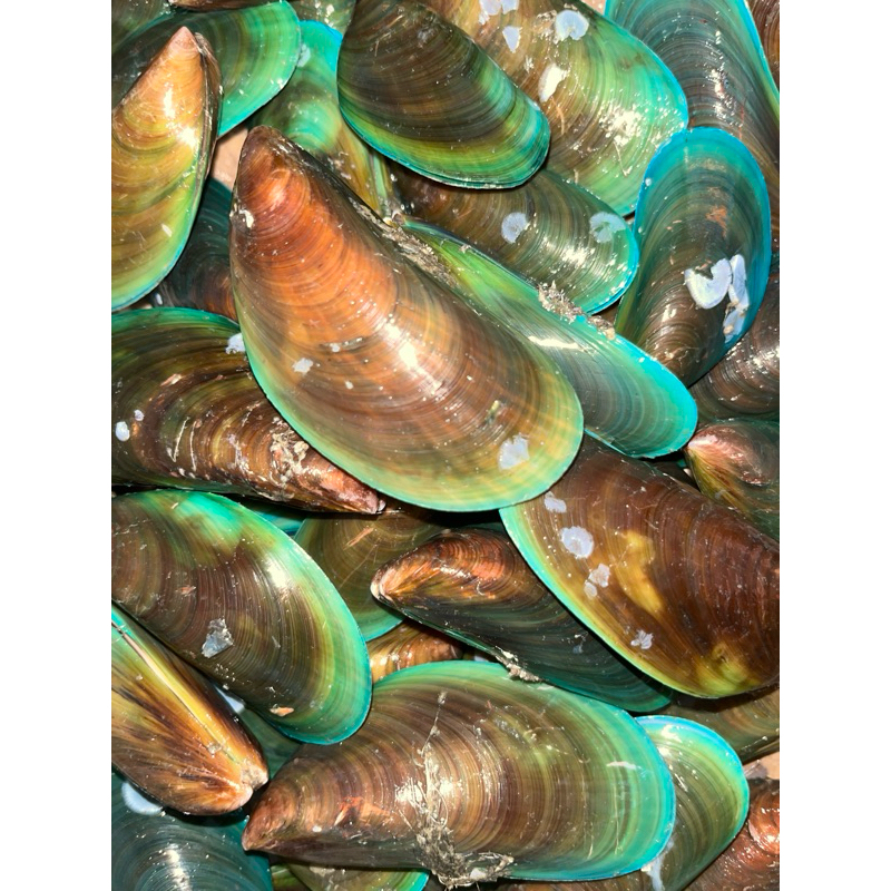 

Kerang hijau fresh | Kerang ijo termurah | Seafood | 1kg