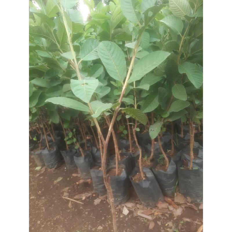 

JAMBU kristal