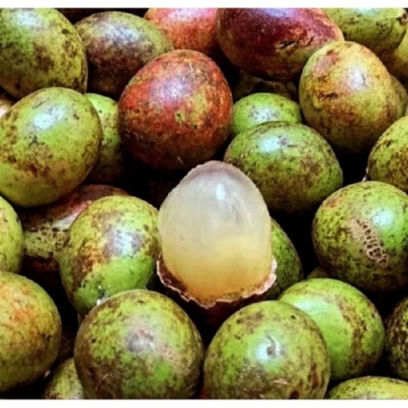 

Buah Matoa Siap Panen Fresh 1/2 Kg (Setengah Kilo)
