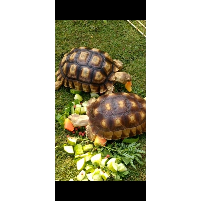 kurakuraSulcata 18cm Betina