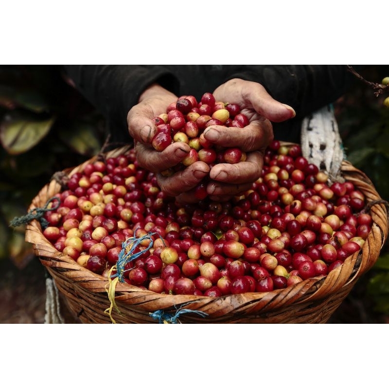 

Biji Kopi Robusta(teman kopi)