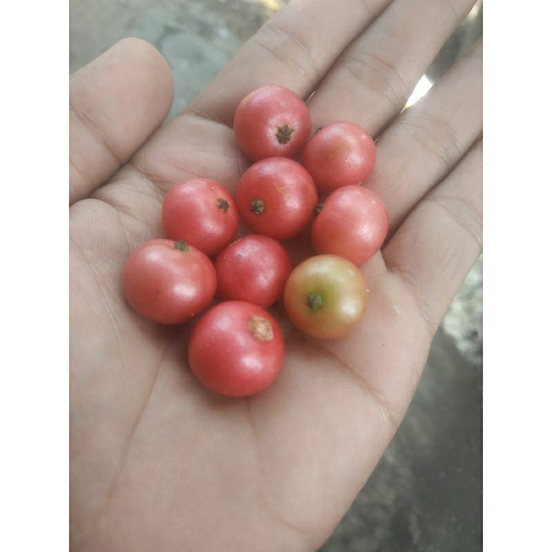 

buah talok/ buah kersen/cery jawa