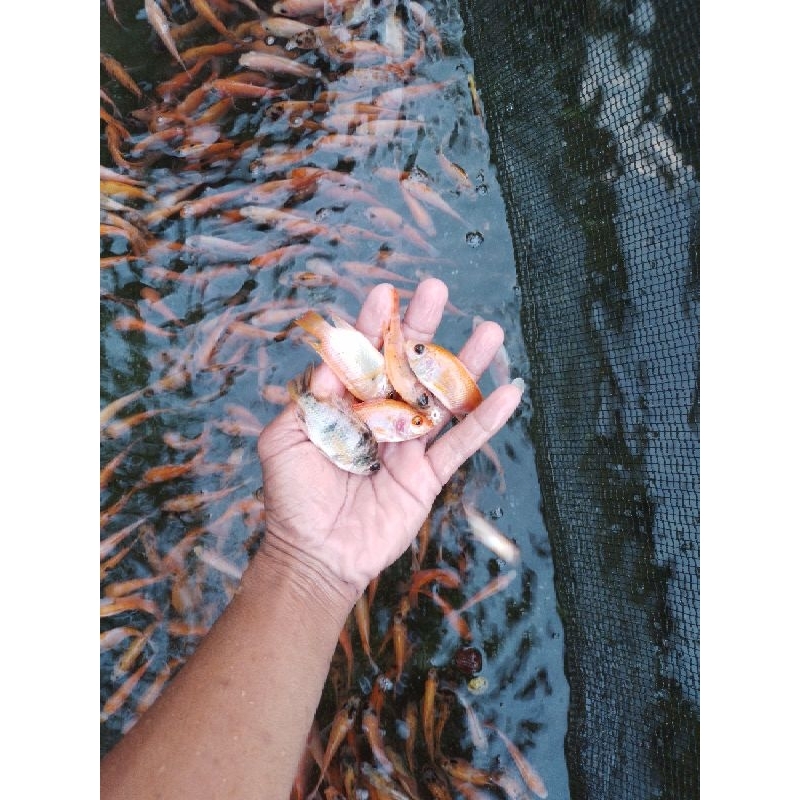 

ikan nila / benih nila berkualitas