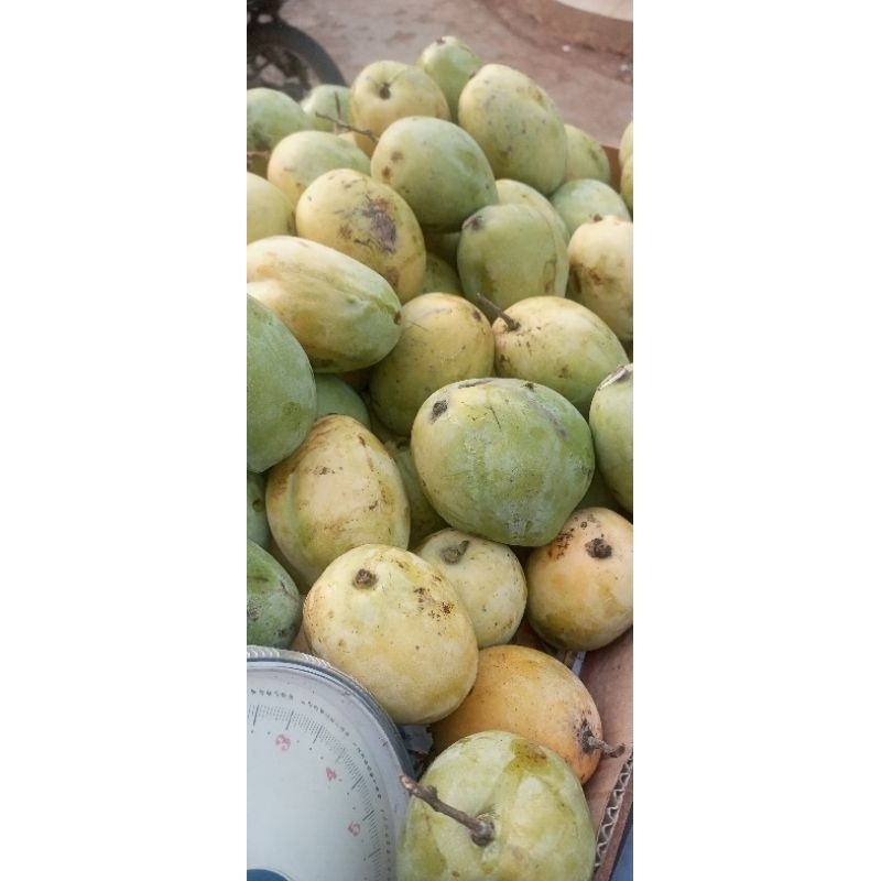 

Mangga cengkir manis