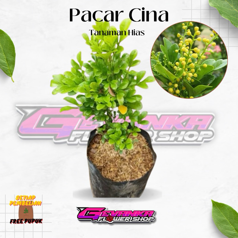 Tanaman Hidup Pacar Cina - Culan - Pacar Culan - Kemuning cina - Bhangear Cina