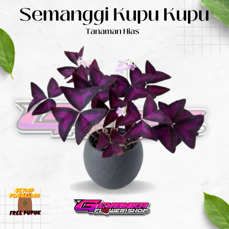 Tanaman Hias Semanggi Ungu - Kupu kupu Ungu - False Shamrock