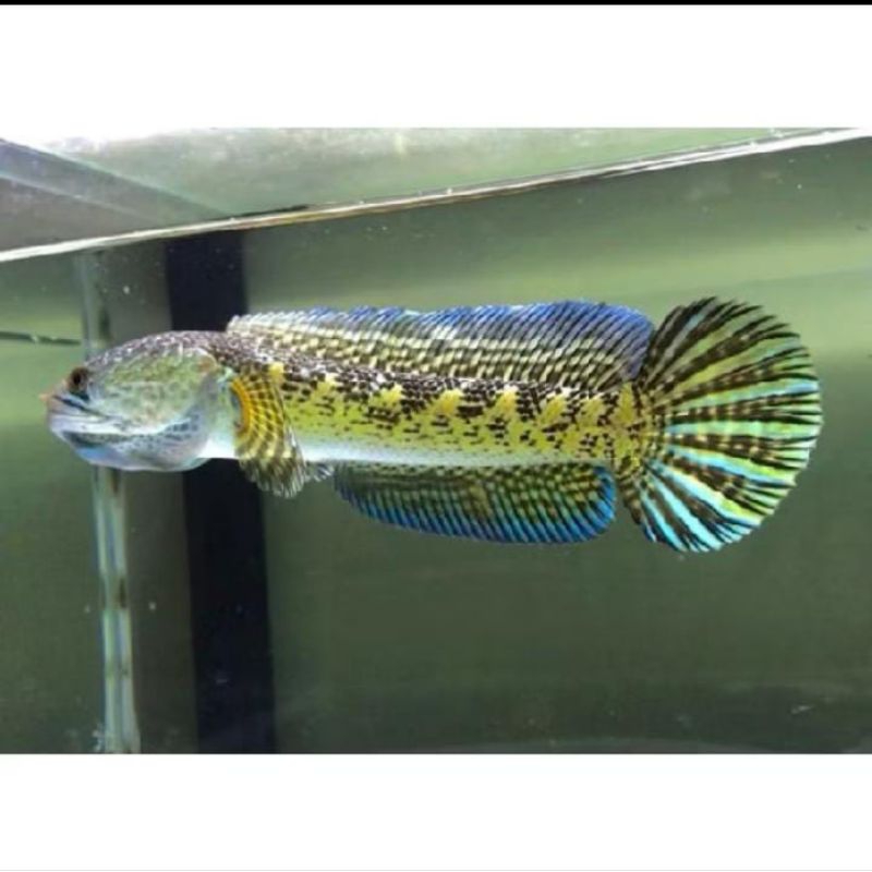 Chana Auranti grade A+(bonus pakan)